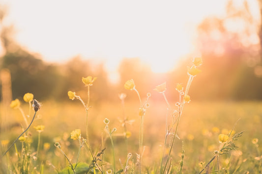 Field of yellow flowers at golden hour
